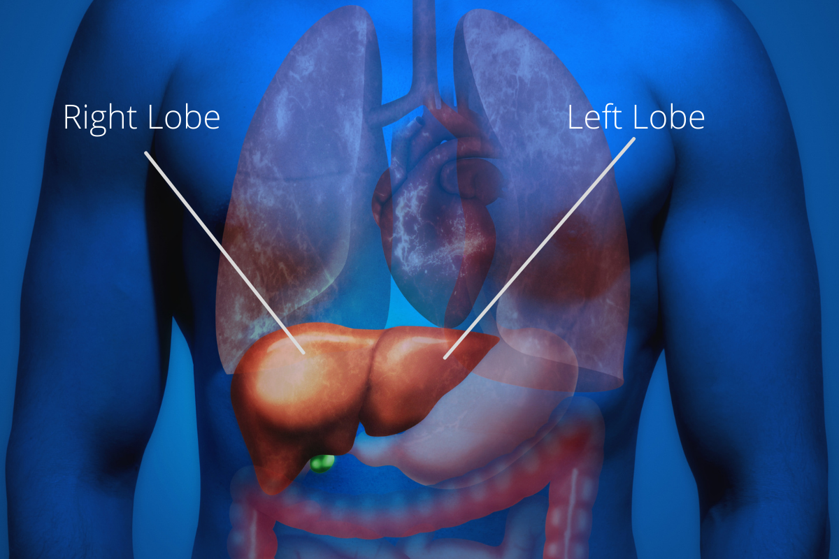 Anatomical Position Of The Liver